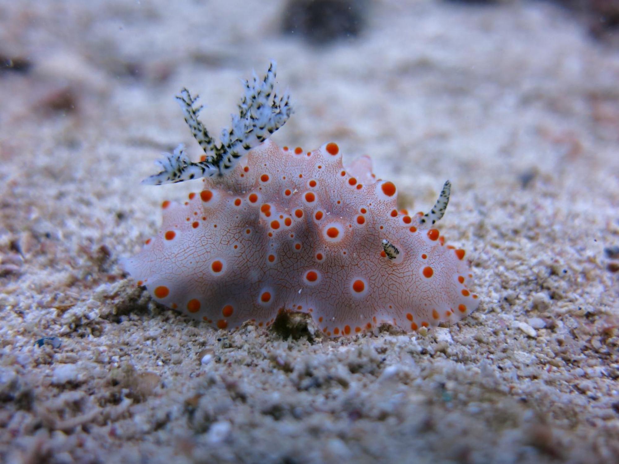 Badladz Beach And Dive Resort Puerto Galera Εξωτερικό φωτογραφία